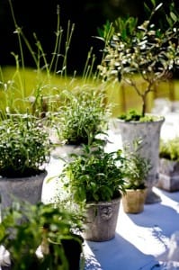 herb plants1