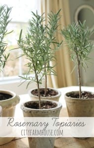 DIY Rosemary Topiaries Tips to save City Farmhouse 650x1024