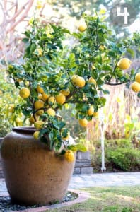 how to plant lemon tree
