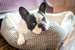 diy dog accessories