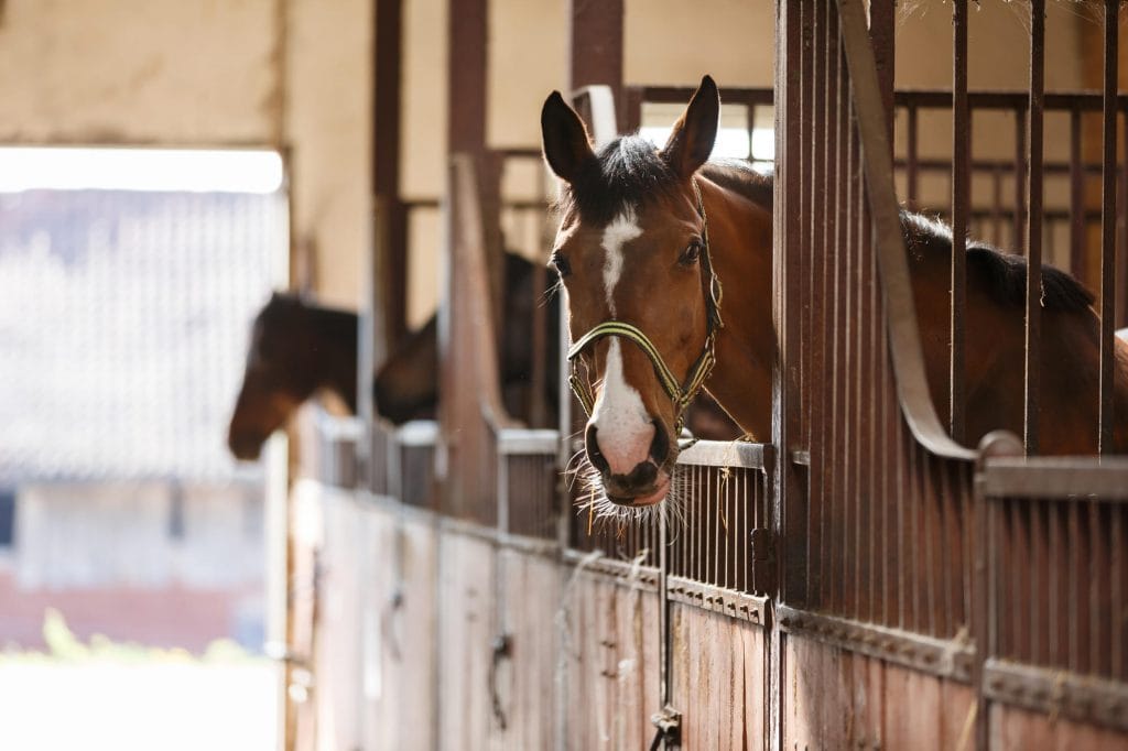 4 tips for building horse stalls