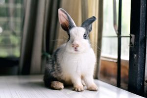 How to Care for a Pet Rabbit